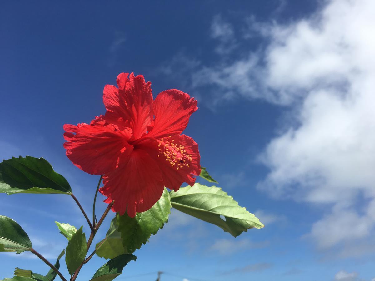 Minnkayado Intoparitosura Miyakojima  Exteriér fotografie